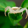 White Crab Spider female