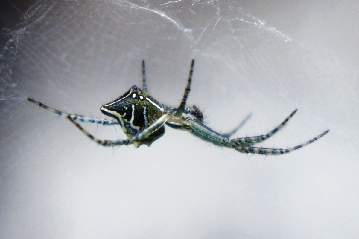 Tent Web Spider