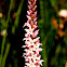 Coral Heath