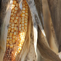 corn or maize