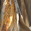 corn or maize