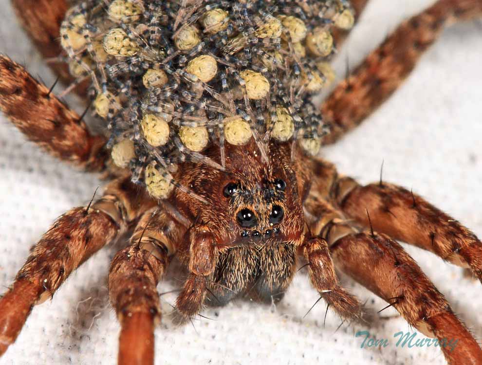 Wolf Spider with babies