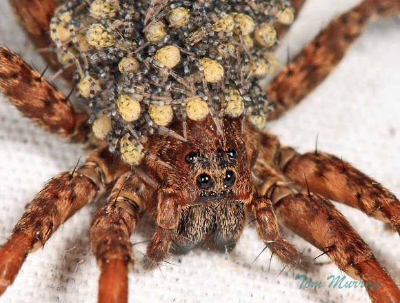 Wolf Spider with babies | Project Noah