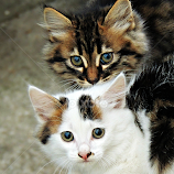 Double Trouble by Tamsin Carlisle -  