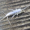 Silverfish