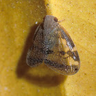 Scolypopa australis