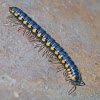 Cyanide Millipede