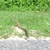 Timber Rattlesnake