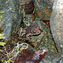 Marine Toad