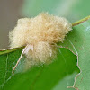 Fuzzy oak gall wasp