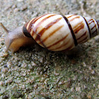 Lined Tree Snail