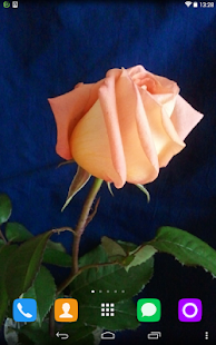How to install Multicolored Roses patch 1.1.1 apk for pc