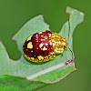 Spotted Paropsine Beetle - Paropsis maculata