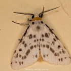 Moth