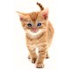 Animals (Domesticated) German