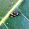 Pennsylvania firefly