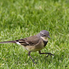 Cape wagtail