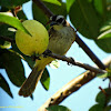 Yellow-vented Bulbul