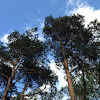 Scots Pine / Grove den / Waldkiefer