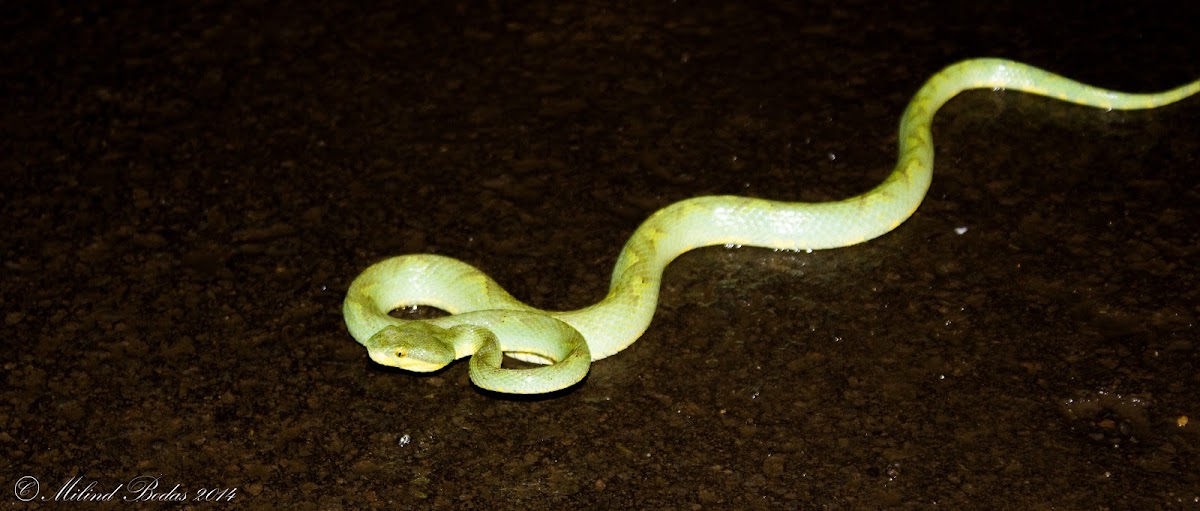 Bamboo pit viper