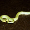 Bamboo pit viper