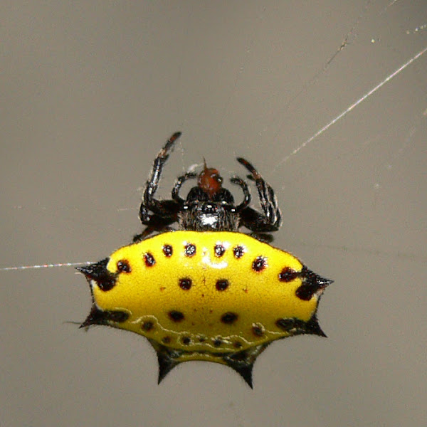 Araña panadera | Project Noah