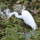 Great Egret