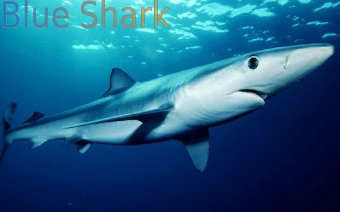 Sharks of the World 1 FREE - náhled