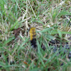 Spotted Tussock Moth