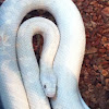 Leucistic Texas rat snake