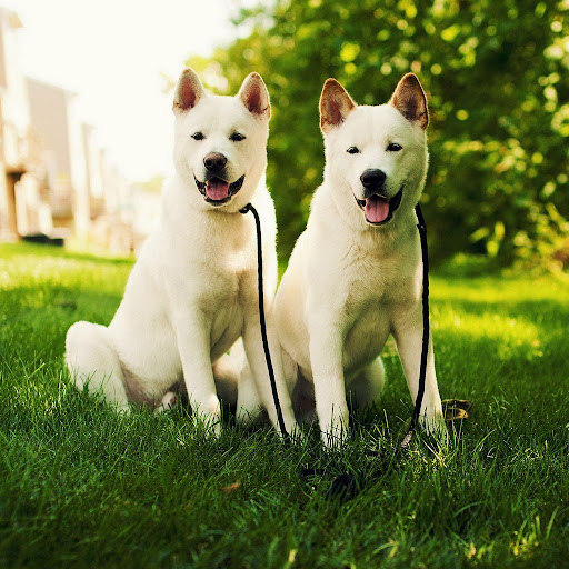 日本秋田犬動態桌布（免費）