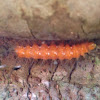 Spotted Oleander Moth Caterpillar