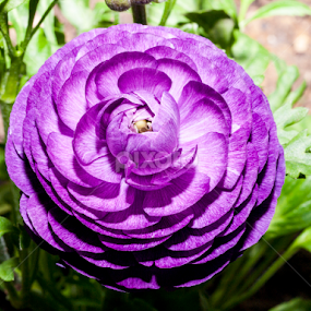spring flowers by Ahmet Güler - Flowers Single Flower