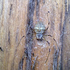 Ornamental Tree Trunk Spider