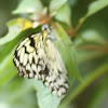 Paper Kite Butterfly