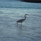 Galapagos Great Blue Heron