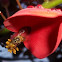 Flower of CockspurCoralTree