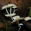 Unknown white mushrooms