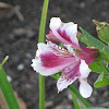 Peruvian Lily or Alstromeria