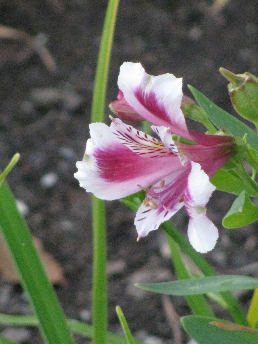 Peruvian Lily or Alstromeria