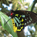 Cairns Birdwing Butterfly (Male)