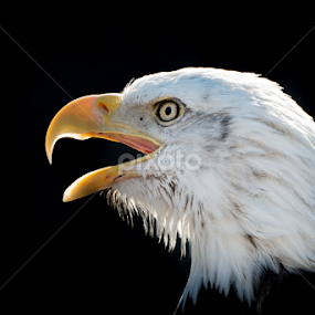 Bald Eagle VIII by Abeselom Zerit - Animals Birds