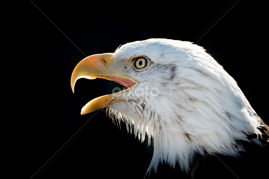 Bald Eagle VIII by Abeselom Zerit - Animals Birds