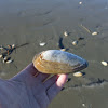 Tuatua shell
