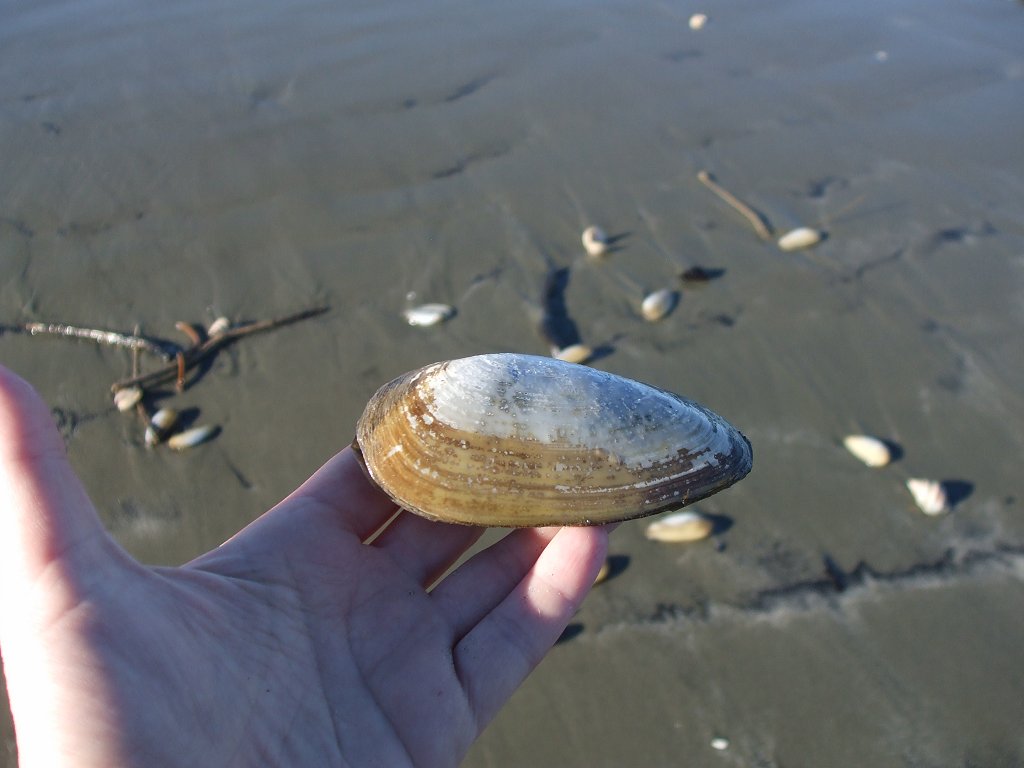 Tuatua shell