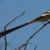 Pin-tailed whydah (male and females)