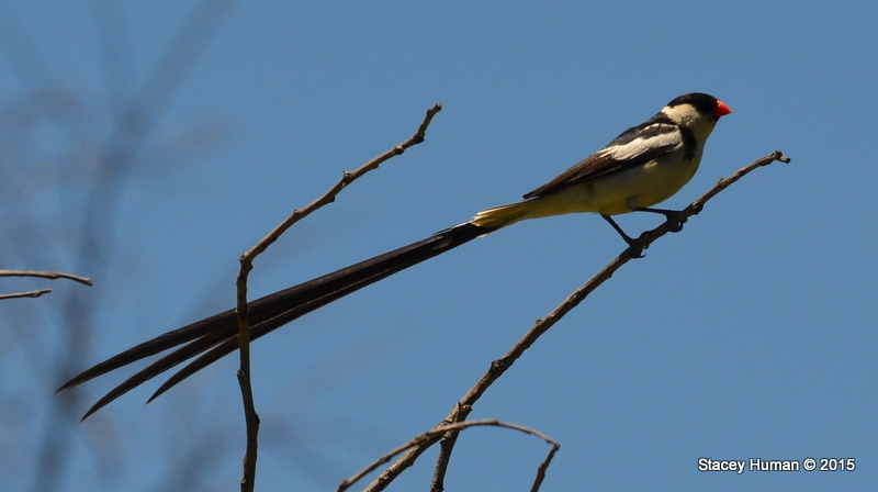 Pin-tailed whydah (male and females)