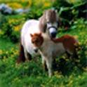 Horses logo