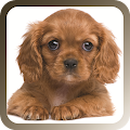 Pet Sitter: The Pet Manager Apk