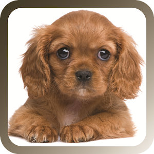 Pet Sitter: The Pet Manager logo